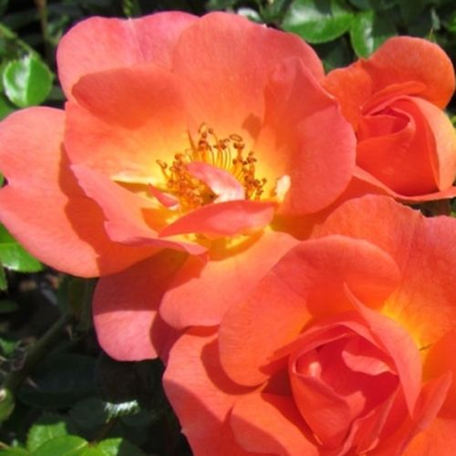 Rosa Tango Showground - oranje - Stamroos – Kleine bloemenhangende kroonvorm